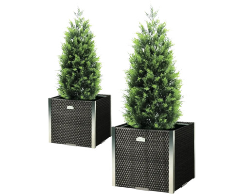 Deux cyprès colonnaires dans des bacs à plantes tressés pour l''extérieur