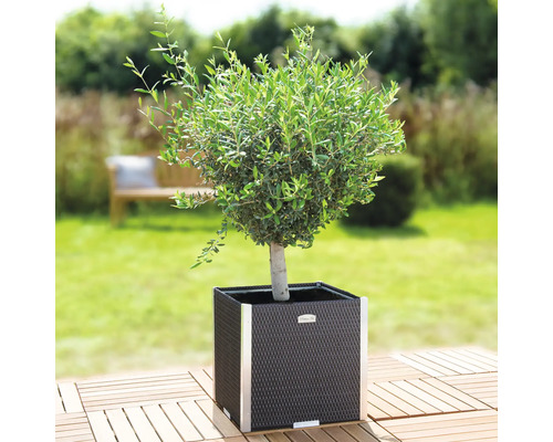 Olivier dans un pot carré sur une terrasse en bois dans le jardin.