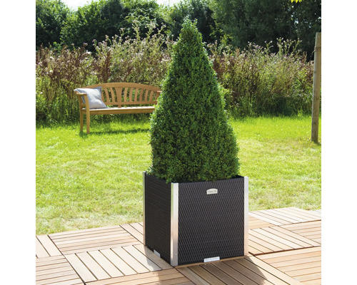 Buis conique dans un pot de fleurs noir avec des accents argentés dans le jardin.