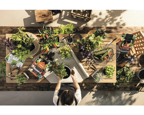 Draufsicht auf eine Person, die an einem Holztisch mit verschiedenen Pflanzen und Gartengeräten arbeitet