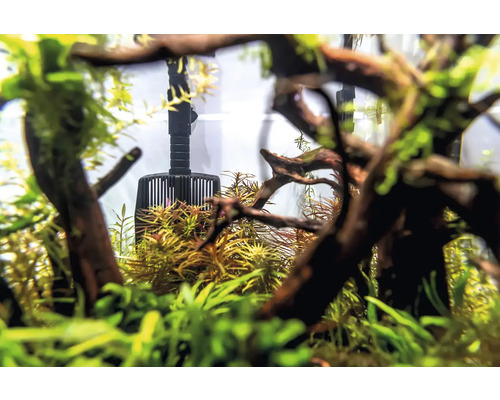 Intérieur d''aquarium avec filtre et plantes