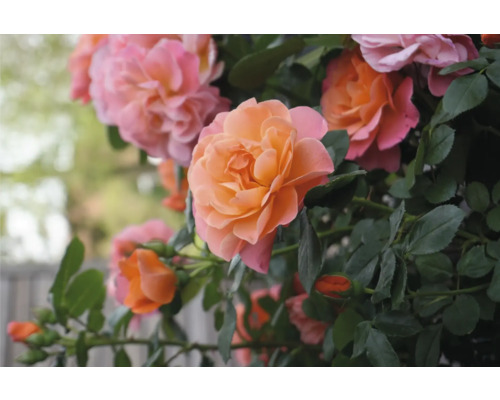 Gros plan de fleurs de roses avec des feuilles