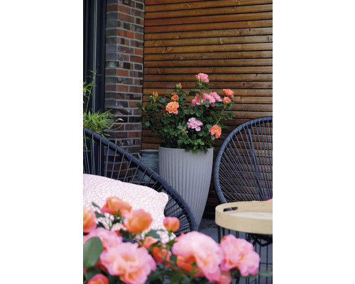 Terrasse avec roses en pot, chaises et mur en bois