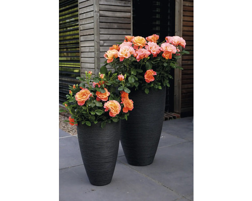 Deux pots de fleurs avec des roses sur une terrasse