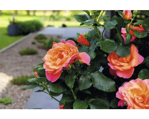 Gros plan sur des fleurs de roses orange dans le jardin