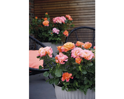 Roses dans des bacs à plantes sur une terrasse avec des sièges