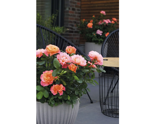 Rosier en pot sur une terrasse