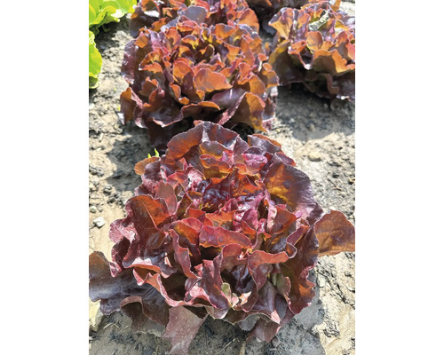 Kopfsalat rot 'Skyphos' FloraSelf Lactuca sativa 6-er Pack