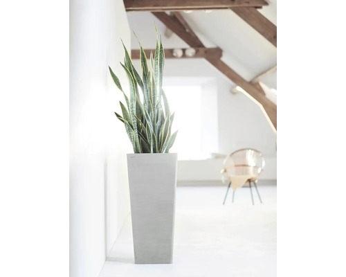 Zimmer mit Zimmerpflanze Sansevieria im Pflanzgefäß