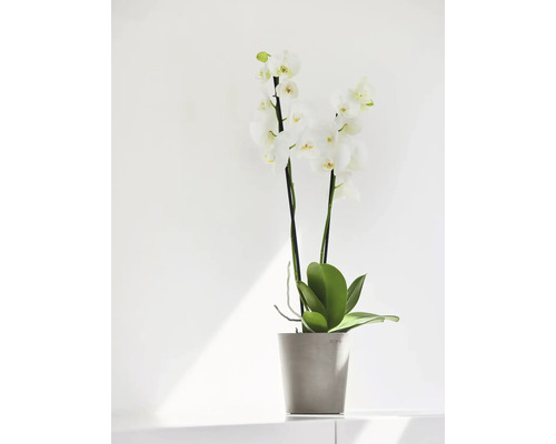 Weisse Orchidee im Topf