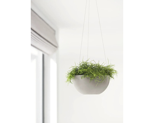 Plante d''intérieur suspendue dans un pot de fleurs rond, suspendue à des cordes