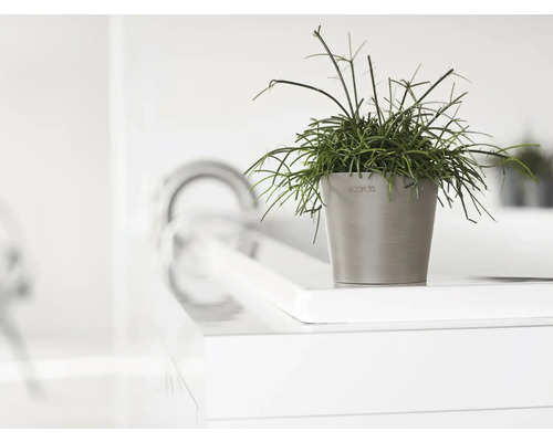 Zimmerpflanze im Topf auf einer Oberfläche