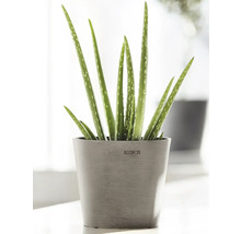 Plante d''aloe vera dans un pot de la marque Ecopots