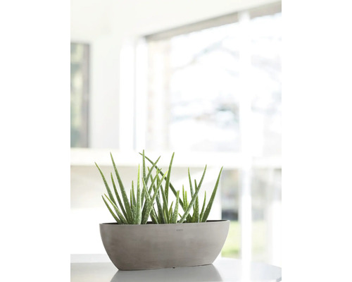 Aloe Vera Pflanzen in einem Pflanzgefäß