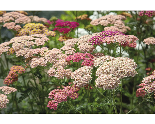 Achillée FloraSelf Achillea millefolium 'Milly Rock' Rose Co 0,5 l