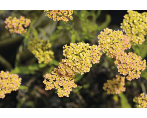 Achillée FloraSelf Achillea millefolium 'Milly Rock' Yellow Terracotta Co 0,5 l