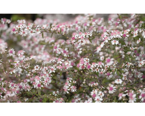 Waagerechte Gartenaster FloraSelf Aster lateriflorus 'Lady in Black' Co 0,5 L Nahaufnahme von Raublatt-Astern mit weißen und rosafarbenen Blüten