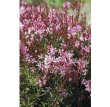 Prachtkerze FloraSelf Gaura lindheimeri Gaudi 'Medium Pink' Co 0,5 L
