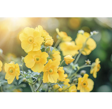 Gelbe Goldanemone im Gartenbeet