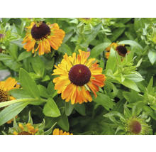 Blüten der Sonnenbraut mit brauner Mitte und gelb-orangenen Blütenblättern