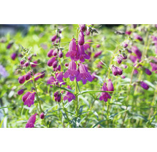 Bartfaden FloraSelf Penstemon barbatus 'Twizzle Purple' Co 0,5 L