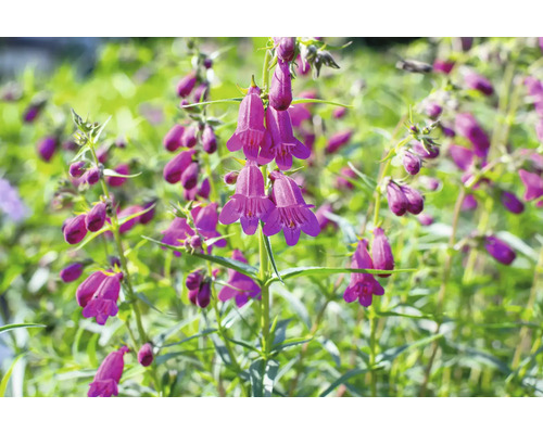 Penstemon barbatus FloraSelf 'Twizzle Purple' Co 0,5 l
