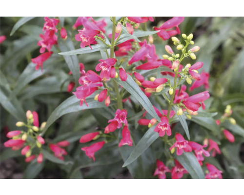 Penstemon barbatus FloraSelf 'Twizzle Scarlet' Co 0,5 l