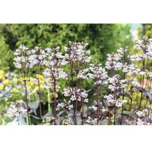 Penstemon digitalis FloraSelf 'Husker's Red' Co 0,5 l