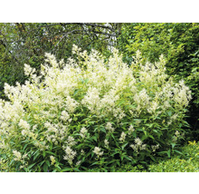 Blütenstand der Garten-Prachtspiere im Aussenbereich