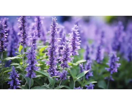 Sauge des bois, sauge décorative FloraSelf Salvia nemorosa 'Blue Marvel' Co 0,5 l