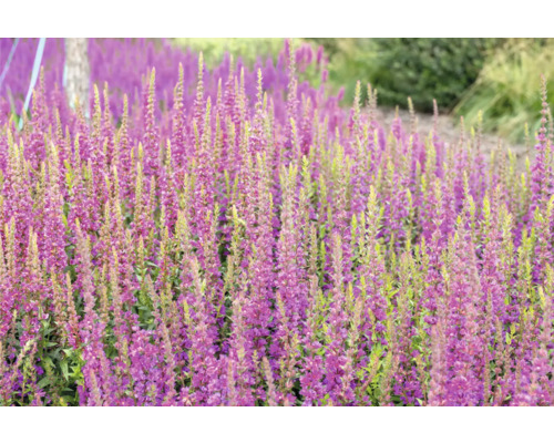 Hainsalbei, Ziersalbei, Gartensalbei FloraSelf Salvia nemorosa 'Rose Marvel' Co 0,5 L Feld mit blühendem Blutweiderich