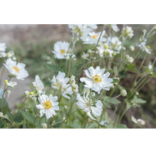 Gruppe von weiß blühenden Herbst-Anemonen im Garten