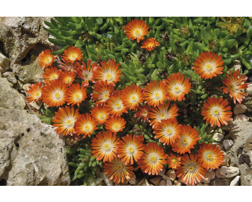 Pourpier FloraSelf Delosperma 'Ocean Sunset Orange Vibe' Co 0,5 l grosses fleurs Fleur de ficoïde à feuilles de pourpier avec des feuilles vertes