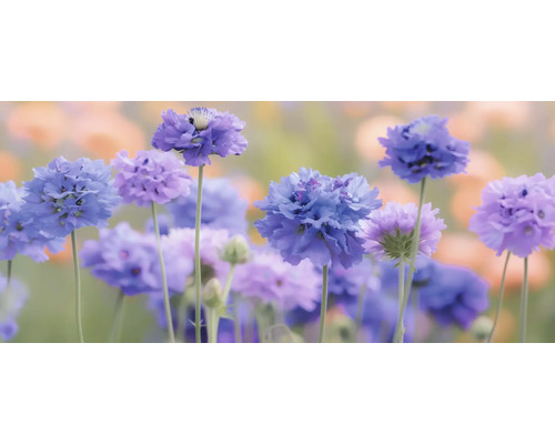 Scabieuse colombaire FloraSelf Scabiosa columbaria 'Pincushion Blue' Co 0,5 l Gros plan sur des bleuets bleus et lilas
