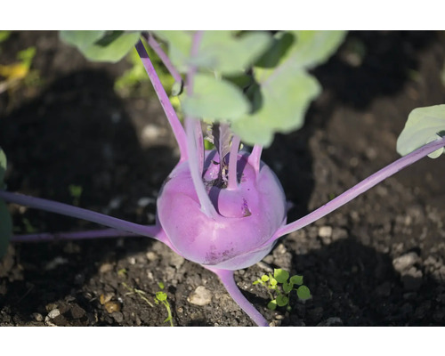 Kohlrabi blau 'Blaro' FloraSelf Brassica oleracea 6-er Pack