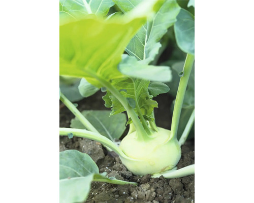 Chou-rave blanc 'Konmar' FloraSelf Brassica oleracea lot de 6