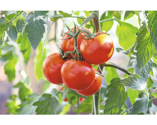 Tomate grappe rouge FloraSelf pot Ø 10,5 cm, particulièrement résistante aux maladies