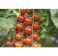 Traube mit roten Kirschtomaten an der Pflanze