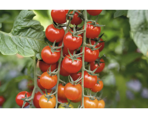 Tomate cerise rouge pot Ø 10,5 cm , particulièrement résistante aux maladies
