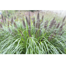 Herbe Pennisetum alopecuroides dans le jardin