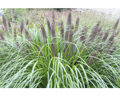 Herbe Pennisetum alopecuroides dans le jardin
