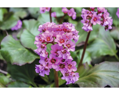 Bergénie à feuilles cordées Floraself Bergenia cordifolia 'Ouverture' Co 0,5 l Inflorescence de la bergénie à larges feuilles dans le jardin