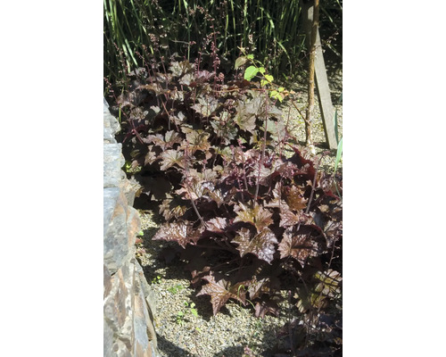 Heuchère FloraSelf Heuchera villosa 'Hip Hip Hooray' Co 0,5 l