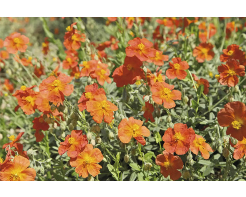 Hélianthème de jardin FloraSelf Helianthemum 'Fire Dragon' Co 0,5 l