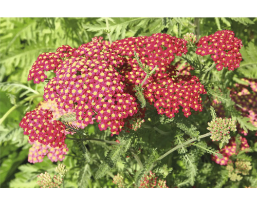 Achillée FloraSelf Achillea millefolium 'Milly Rock' Red Co 0,5 l