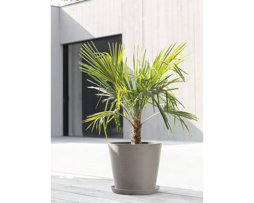 Palmier chanvre dans un pot de fleurs sur une terrasse.
