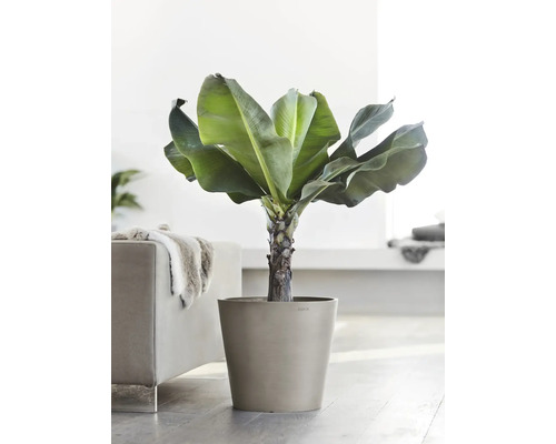 Bananier en pot comme plante d''intérieur