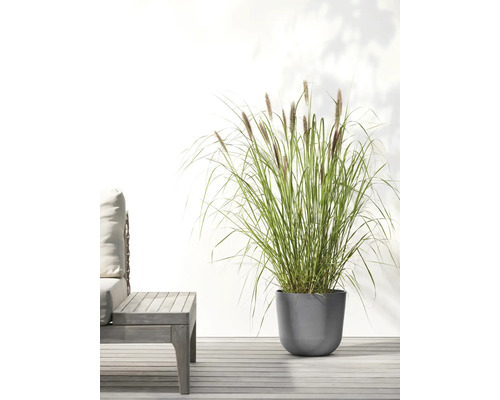 Grasbüschel in einem Topf im Freien