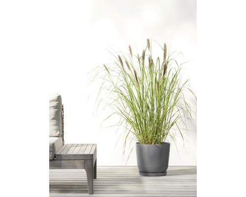 Dekorative Gartenszene mit hohem Ziergras in grauem Pflanzgefäß neben einer Holzbank