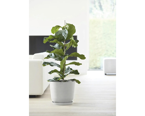 Feigenbaum in einem Blumentopf im Innenbereich